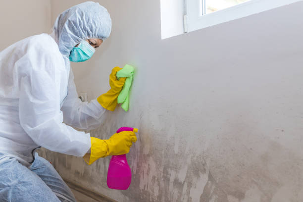 Trusted Pella, IA Mold Removal Experts